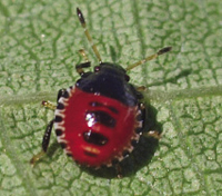 Photograph of spined soldier bug first instar.